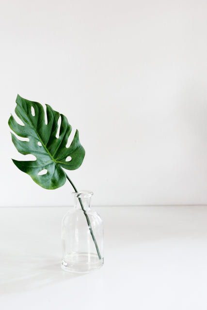 single monstera leaf in a clear vase and white minimal background